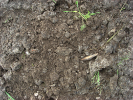Zwarte grond Zwarte grond